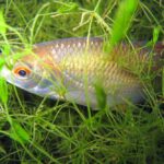 Названо рибу, яку найкраще ловити восени