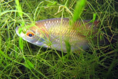 Названо рибу, яку найкраще ловити восени