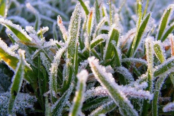 Оголошено ІІ рівень небезпеки: у трьох областях України 23 жовтня очікуються заморозки