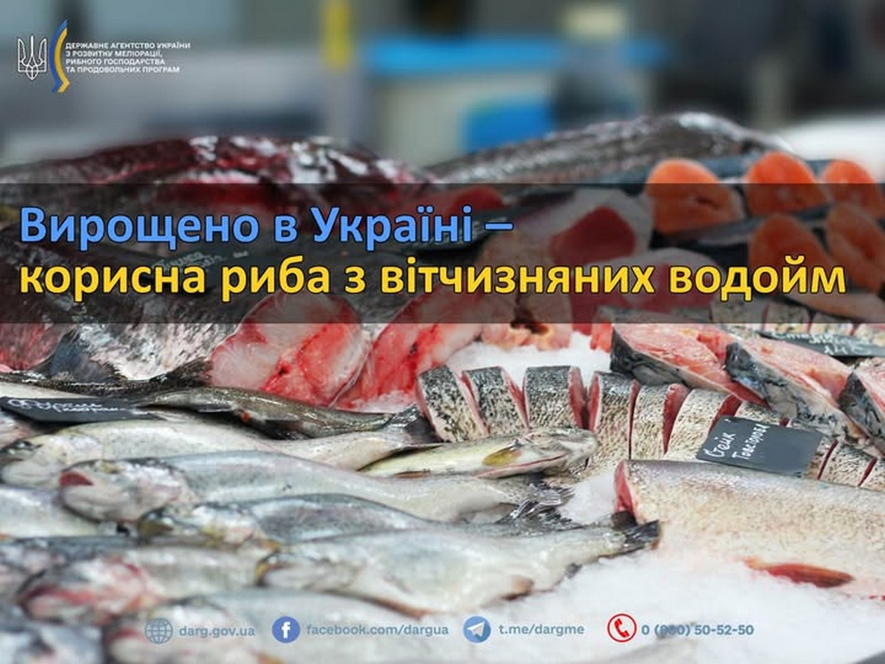 корисних видів риб  корисних видів риб
