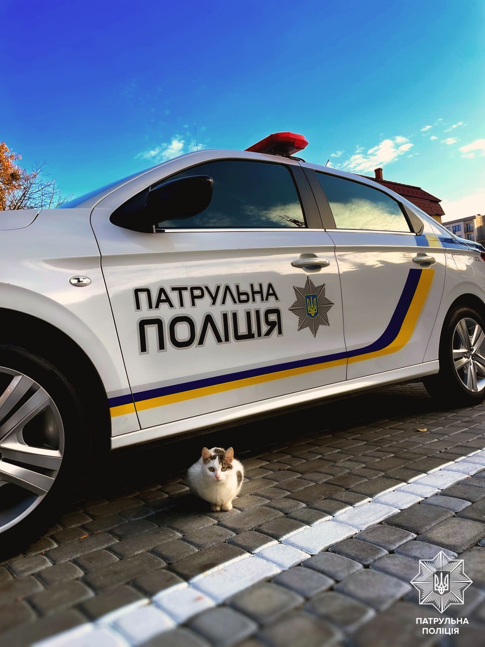 Кіт заліз під авто: як знайти його Кіт заліз під авто: як знайти його