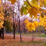Осінні канікули в Україні – коли стартують та де їх скасували
