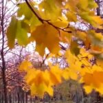 Чи потрібно згрібати листя восени – переваги і недоліки процедури