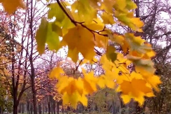 Чи потрібно згрібати листя восени – переваги і недоліки процедури 5 Чи потрібно згрібати листя восени