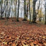 1 листопада – яке сьогодні свято, прикмети і традиції, пам’ятні дати, іменини