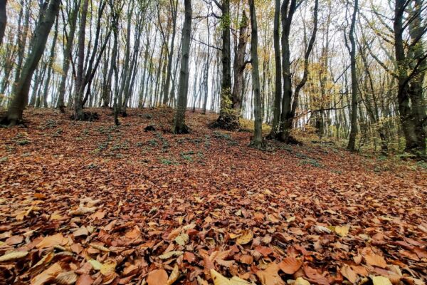 1 листопада – яке сьогодні свято, прикмети і традиції, пам’ятні дати, іменини