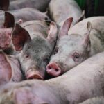Масована нічна повітряна атака 3 жовтня: масштабний удар по енергетиці, загибель 13 000 свиней – все, що відомо