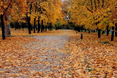 Міжнародні і державні свята у листопаді 2025 року – список