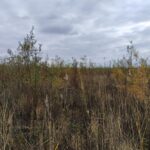 На дні Каховського водосховища виросли дерева-гіганти – верба продовжує розвиватися рекордними темпами