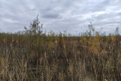 На дні Каховського водосховища виросли дерева-гіганти – верба продовжує розвиватися рекордними темпами