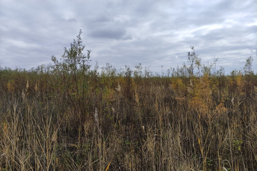 На дні Каховського водосховища виросли дерева-гіганти - верба продовжує розвиватися рекордними темпами 1 На дні Каховського водосховища виросли дерева гіганти 2