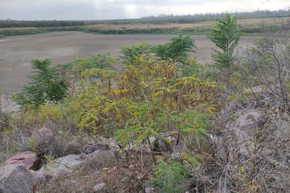 На дні Каховського водосховища виросли дерева гіганти 4 На дні Каховського водосховища виросли дерева гіганти 4