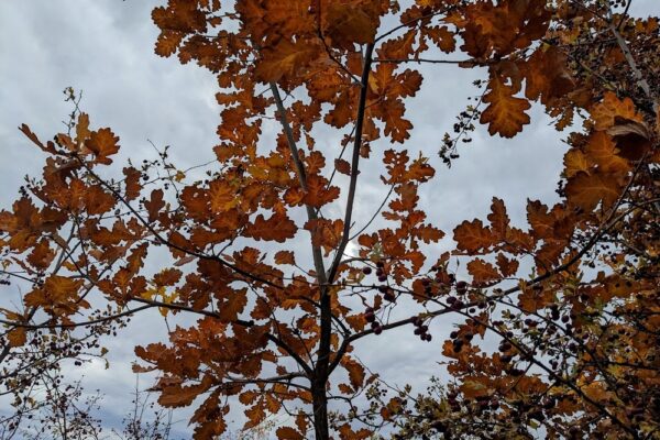 31 жовтня – яке сьогодні свято, прикмети і традиції, пам’ятні дати, іменини