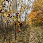 29 жовтня – яке сьогодні свято, прикмети і традиції, пам’ятні дати, іменини