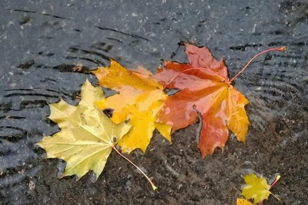 Якою буде погода в Україні 20 жовтня