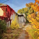 Як правильно прибрати сад восени - корисні поради