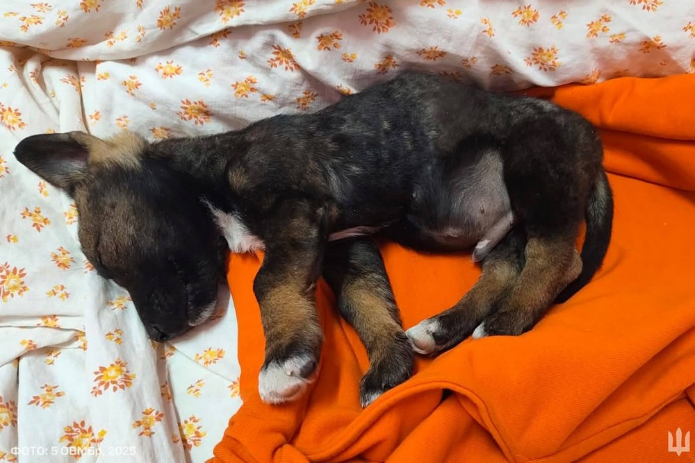 В пакеті було напівживе цуценя, але він його не кинув: історія про Віктора і Сіміка та про людяність на війні (фото)