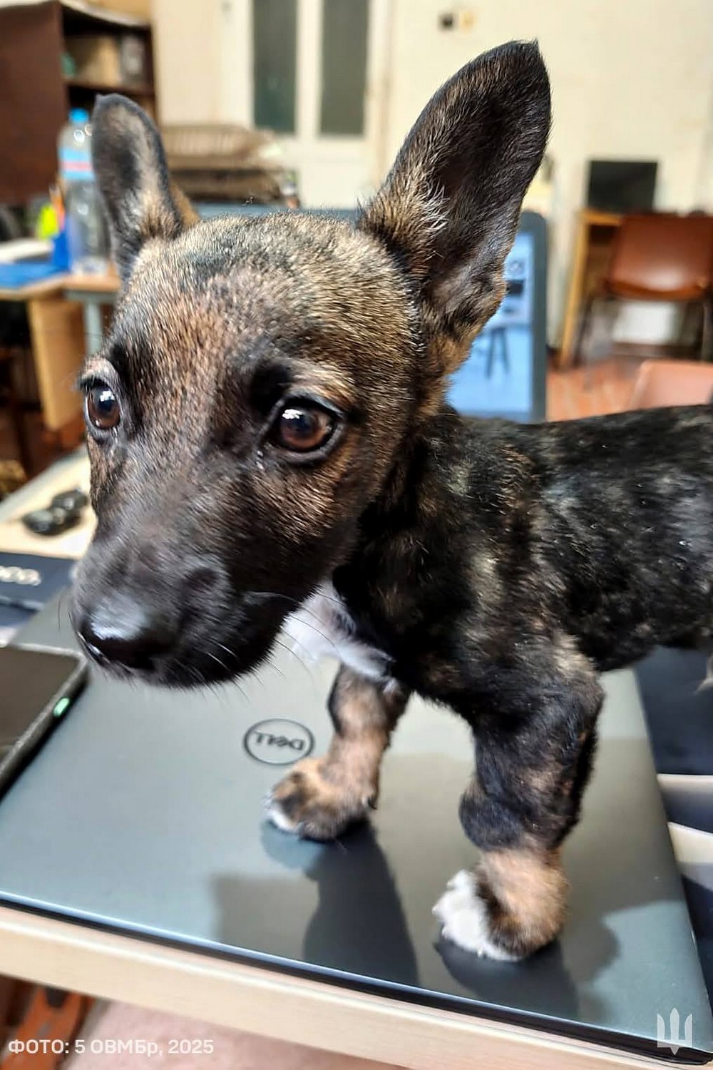 В пакеті було напівживе цуценя, але він його не кинув: історія про Віктора і Сіміка та про людяність на війні (фото)