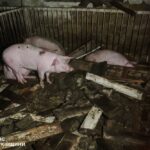 Масована нічна повітряна атака 24 листопада: вбито людей і тварин, удари по енергетиці – все, що відомо (фото, відео)