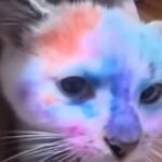 На Львівщині дівчинка розмальовувала кота фломастерами: як відреагували волонтери та у поліції