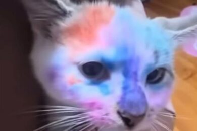 На Львівщині дівчинка розмальовувала кота фломастерами: як відреагували волонтери та у поліції