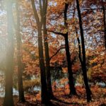 18 листопада – яке сьогодні свято, прикмети і традиції, пам’ятні дати, іменини