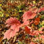 6 листопада – яке сьогодні свято, прикмети і традиції, пам’ятні дати, іменини