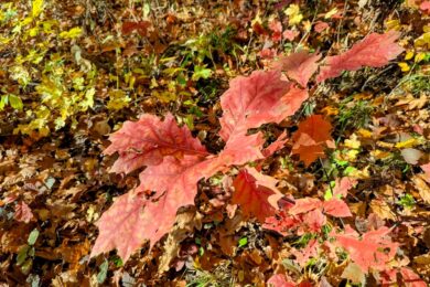 6 листопада – яке сьогодні свято, прикмети і традиції, пам’ятні дати, іменини
