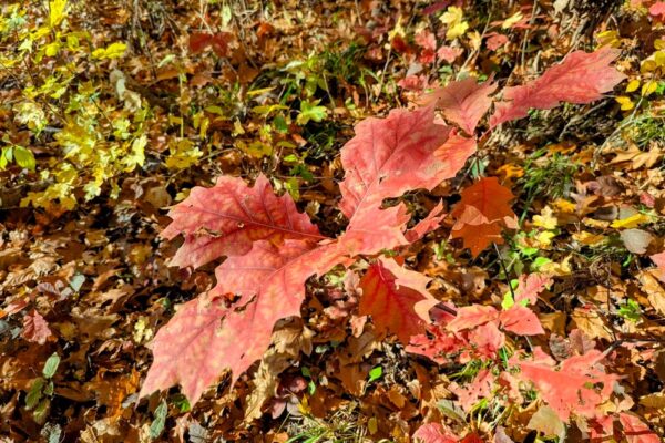 6 листопада – яке сьогодні свято, прикмети і традиції, пам’ятні дати, іменини