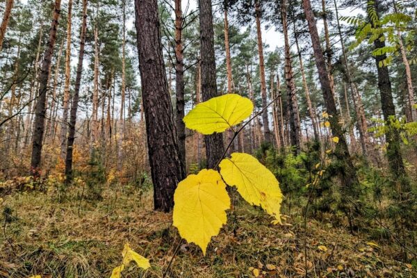 11 листопада – яке сьогодні свято, прикмети і традиції, пам’ятні дати, іменини