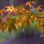 якою буде погода в Україні 11 листопада 2