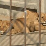 Дві левиці втекли з реабілітаційного центру у Хмельницькому – одну з них досі шукають