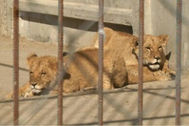 Дві левиці втекли з реабілітаційного центру у Хмельницькому – одну з них досі шукають