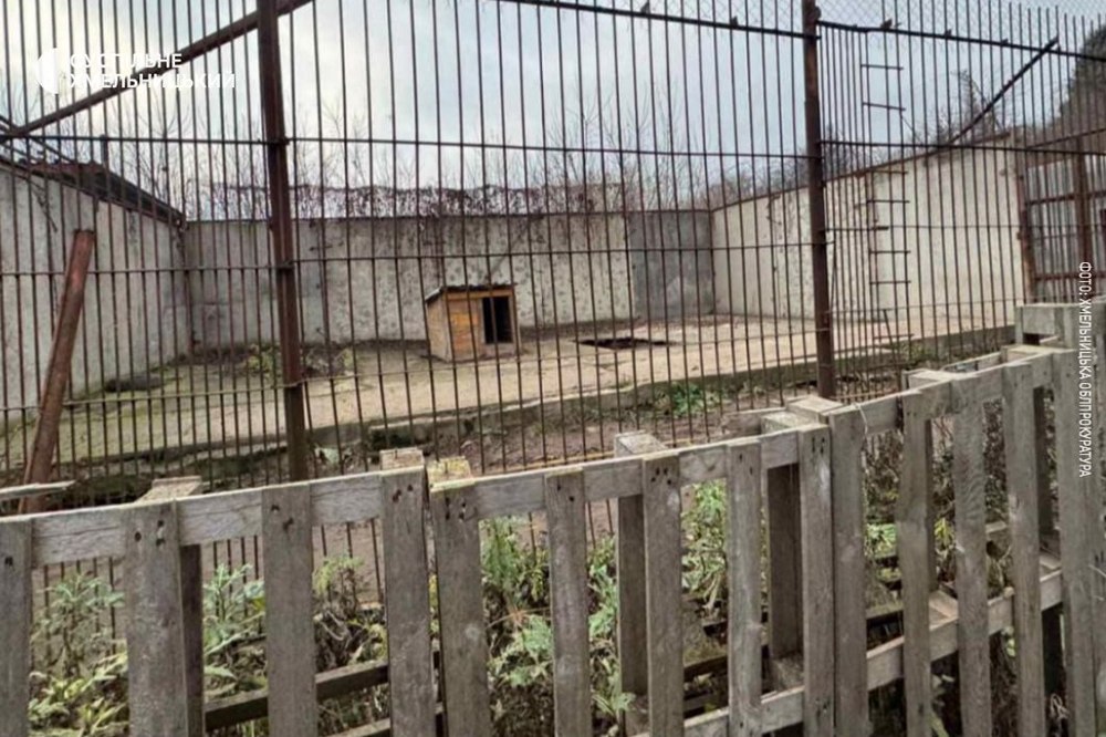 Дві левиці втекли з реабілітаційного центру у Хмельницькому - одну з них досі шукають Дві левиці втекли з реабілітаційного центру у Хмельницькому - одну з них досі шукають