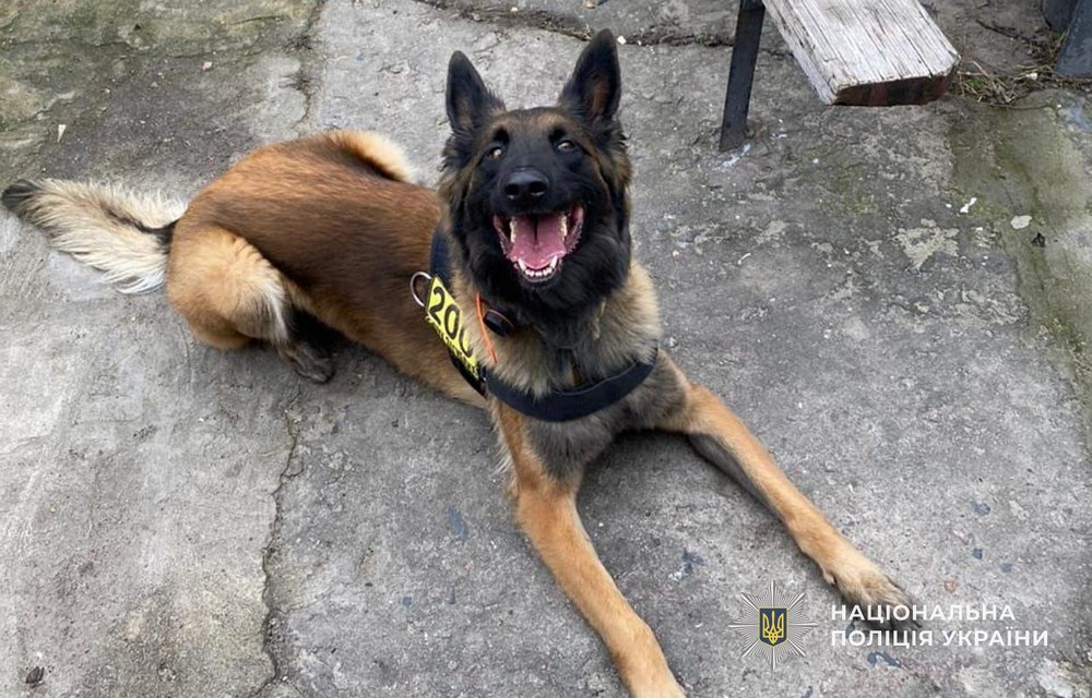 Зниклих майже місяць тому близнюків на Дніпропетровщині знайшли у колодязі живими – допомогла бельгійська вівчарка