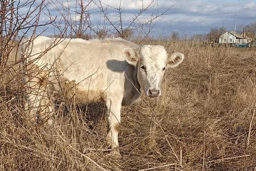 Грошова допомога від Естонської ради у справах біженців – хто може подати заявку, на що спрямовані кошти Грошова допомога від Естонської ради у справах біженців – хто може подати заявку, на що спрямовані кошти