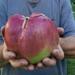 Встановив рекорд завдяки яблуку – киянин виростив плід-гигант