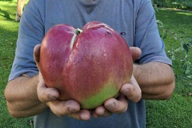 Встановив рекорд завдяки яблуку – киянин виростив плід-гігант