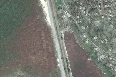 Є місця, де молодий ліс