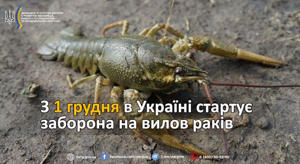 З 1 грудня в Україні стартувала заборона на вилов раків: яка відповідальність за порушення З 1 грудня в Україні стартувала заборона на вилов раків: яка відповідальність за порушення