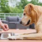 Гуманітарна допомога для власників собак – хто і як може подати заявку