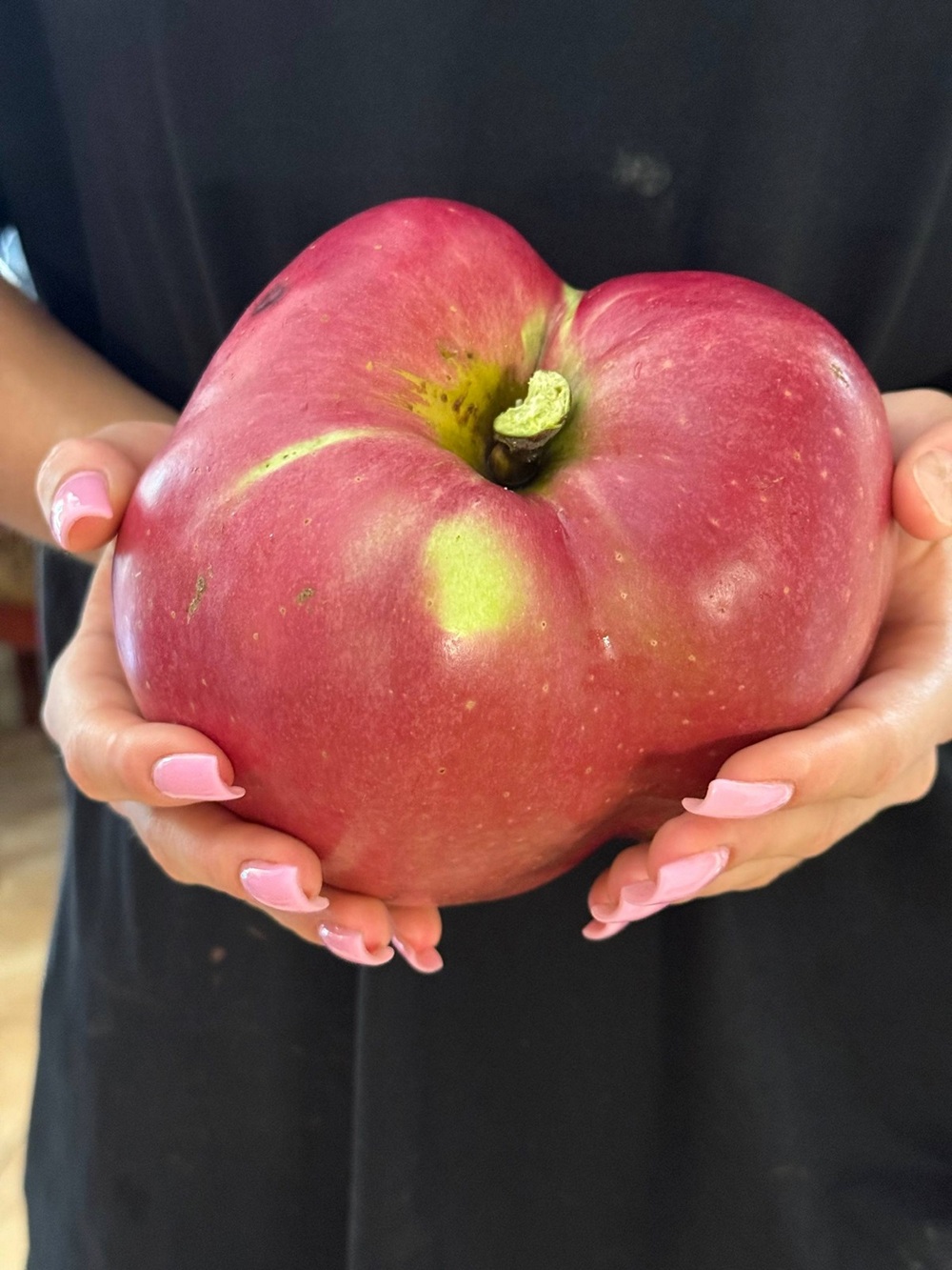 Встановив рекорд завдяки яблуку – киянин виростив плід-гигант