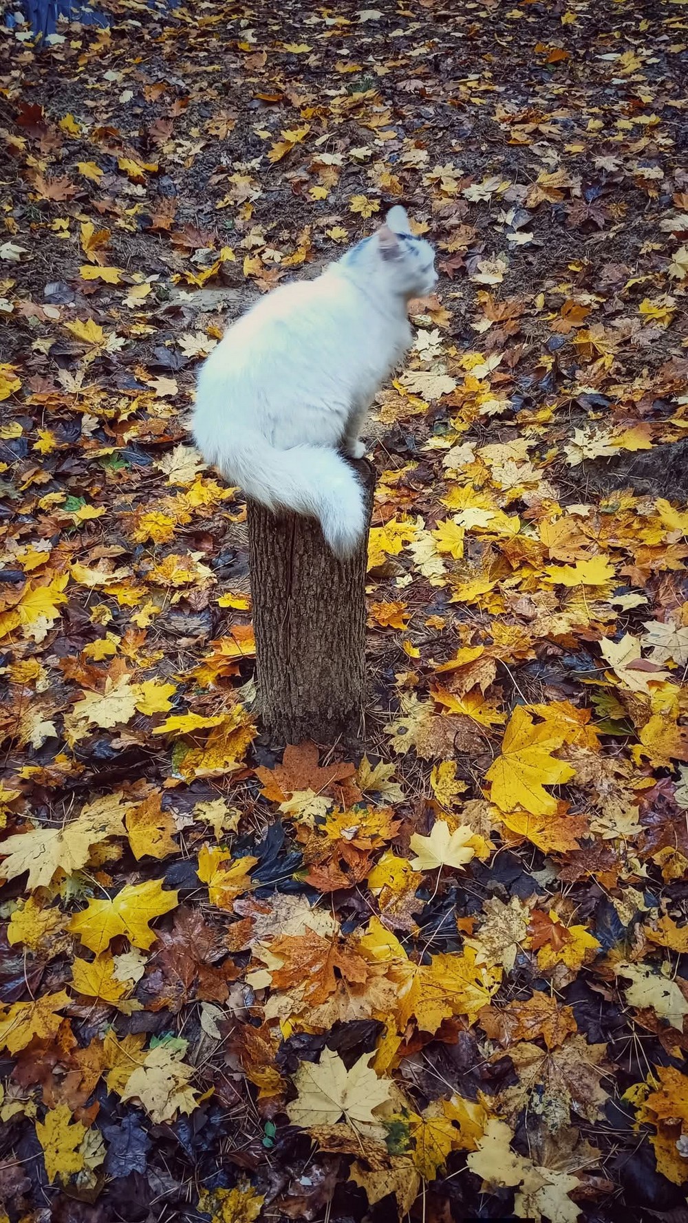 «Ця втрата розбила залишки серця…»: на фронті загинув Кіт Характерник – відомий фотограф і Захисник (фото) «Ця втрата розбила залишки серця…»: на фронті загинув Кіт Характерник – відомий фотограф і Захисник (фото)