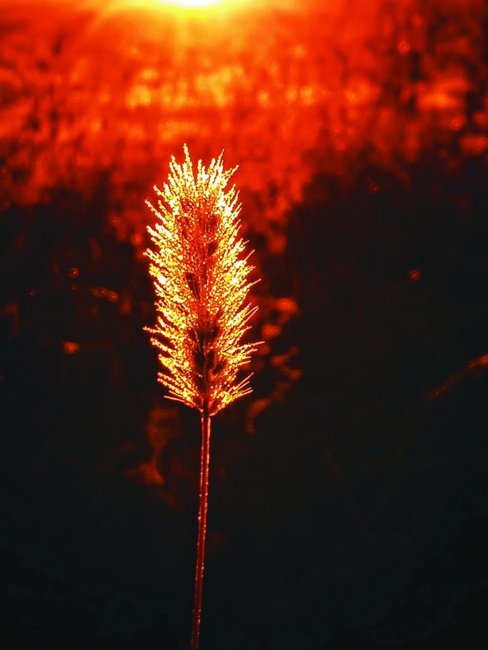 «Ця втрата розбила залишки серця…»: на фронті загинув Кіт Характерник – відомий фотограф і Захисник (фото) «Ця втрата розбила залишки серця…»: на фронті загинув Кіт Характерник – відомий фотограф і Захисник (фото)