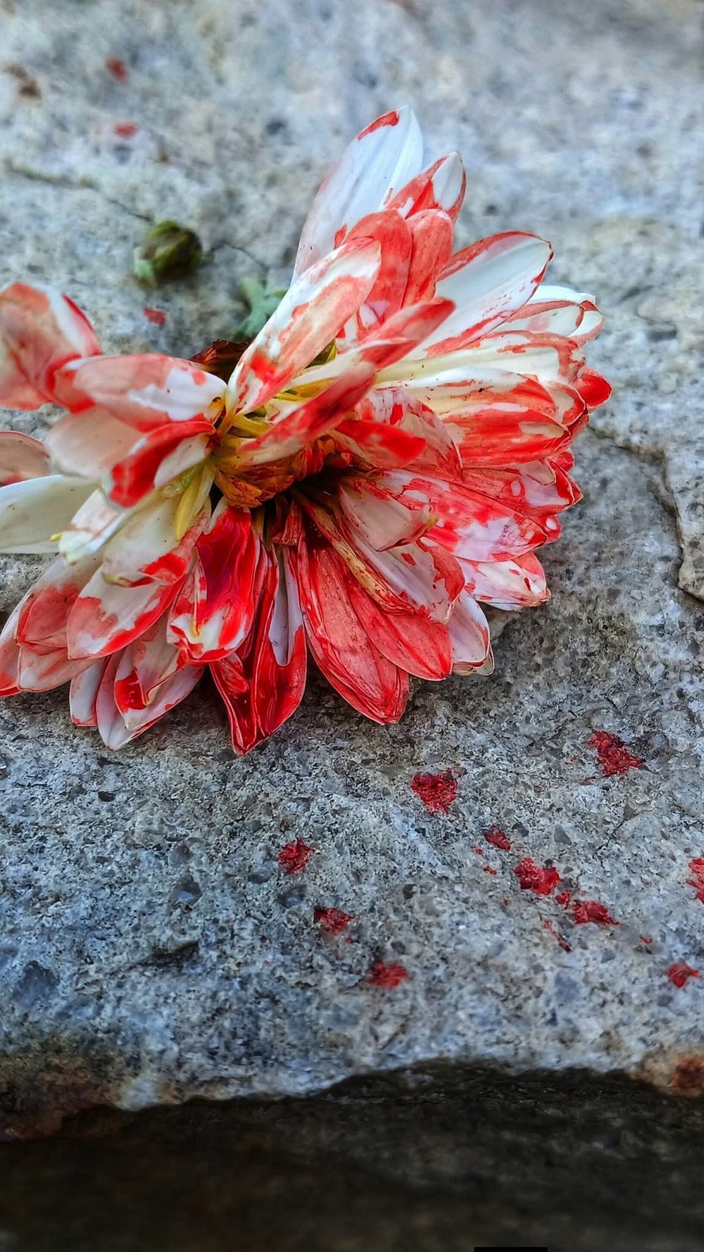 «Ця втрата розбила залишки серця…»: на фронті загинув Кіт Характерник – відомий фотограф і Захисник (фото) «Ця втрата розбила залишки серця…»: на фронті загинув Кіт Характерник – відомий фотограф і Захисник (фото)