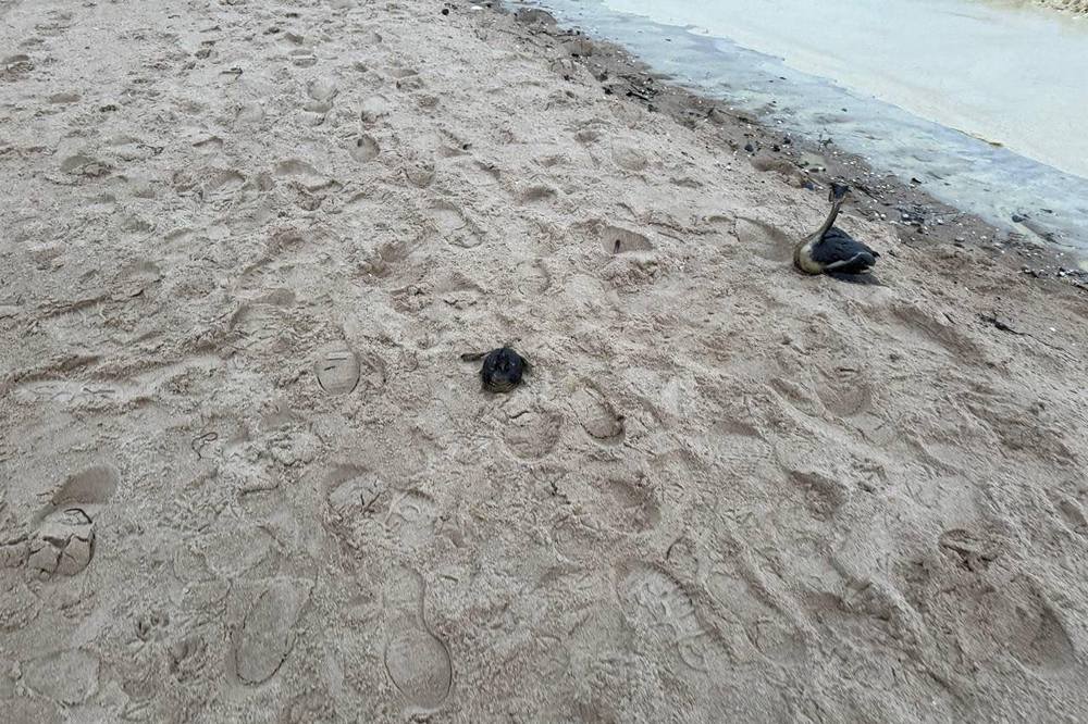 605546274 855655497443815 3930444943843940486 n