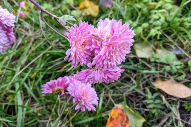 8 грудня – яке сьогодні свято, прикмети і традиції, пам’ятні дати, іменини