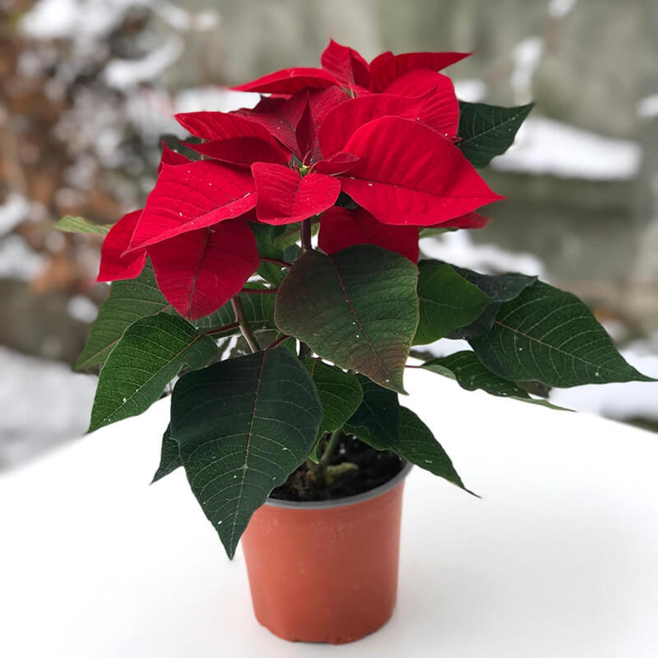 12 грудня – яке сьогодні свято, прикмети і традиції, пам’ятні дати, іменини