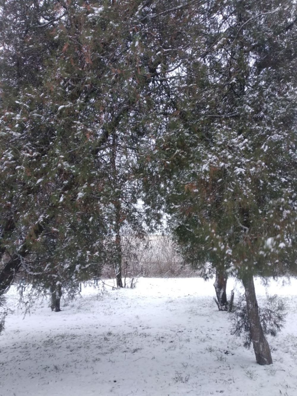 погода в Україні на Святвечір та Різдво