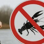 З 1 грудня в Україні стартувала заборона на вилов раків: яка відповідальність за порушення